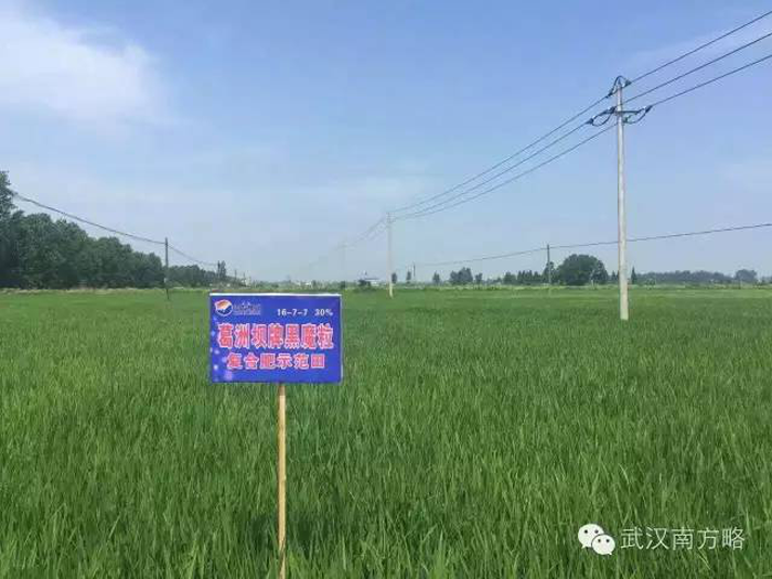施用黑魔粒种植的水稻长势良好 施用黑魔粒种植的水稻长势良好